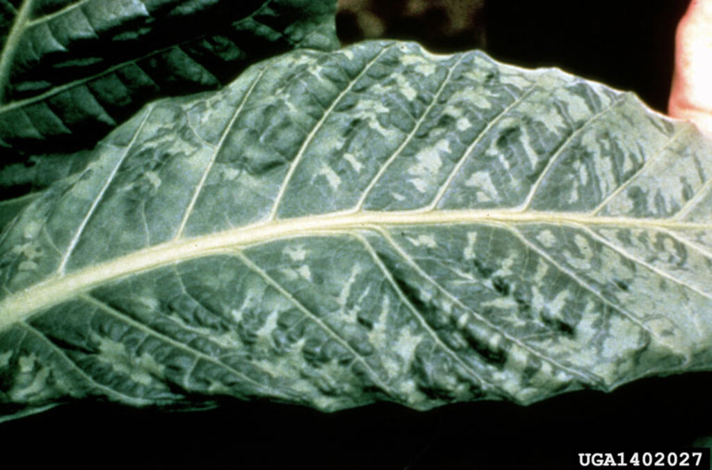 Tobacco mosaic virus symptoms tobacco