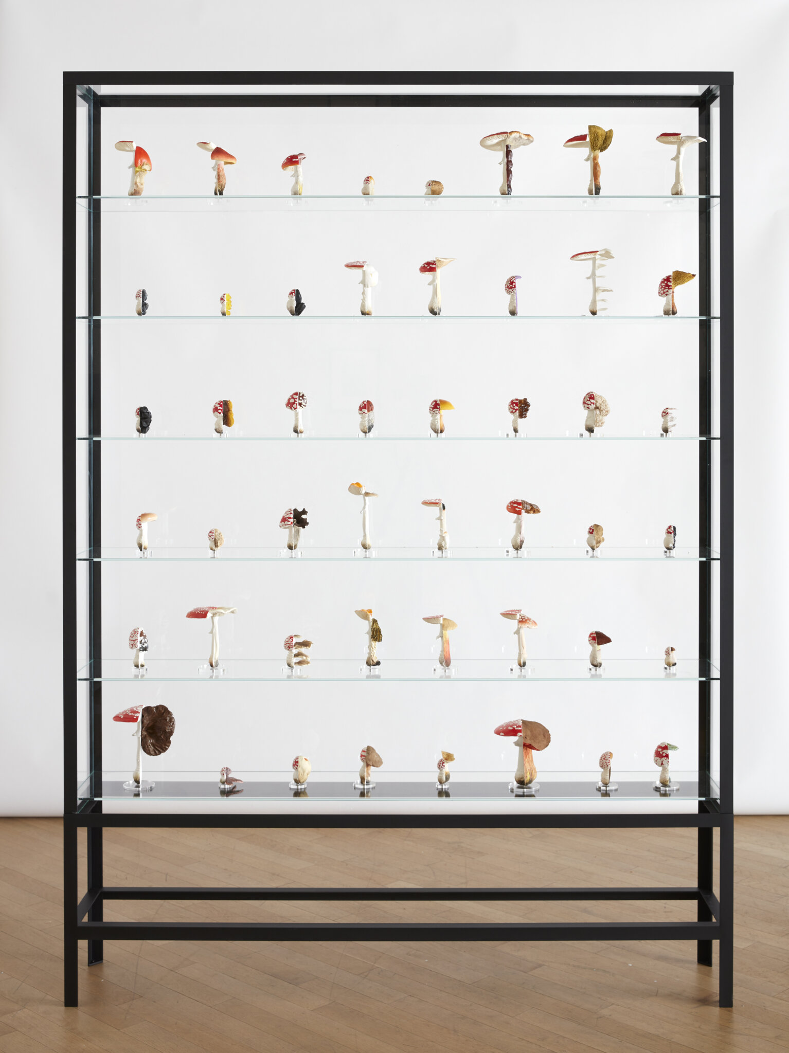 Glass frame with mushrooms in it, lined up in several rows. The mushrooms are split in half and put together unevenly.